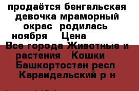 продаётся бенгальская девочка(мраморный окрас).родилась 5ноября, › Цена ­ 8 000 - Все города Животные и растения » Кошки   . Башкортостан респ.,Караидельский р-н